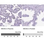 Merck Anti-MEOX2 antibody produced in rabbit