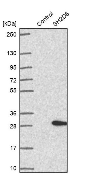 Merck Anti-SH2D6 antibody produced in rabbit