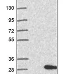 Merck Anti-SH2D6 antibody produced in rabbit