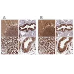 Merck Anti-TRAP1 antibody produced in rabbit
