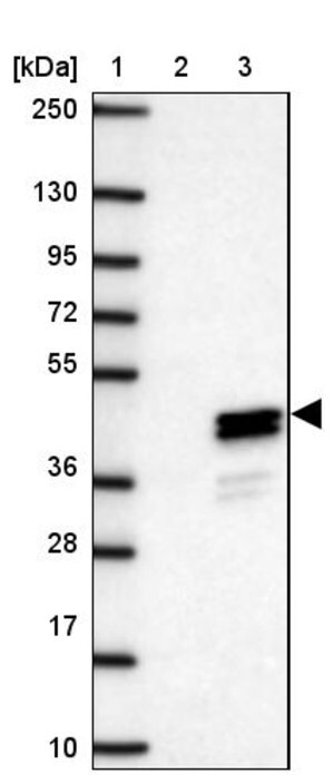 Merck Anti-CLVS1 antibody produced in rabbit