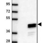 Merck Anti-CLVS1 antibody produced in rabbit