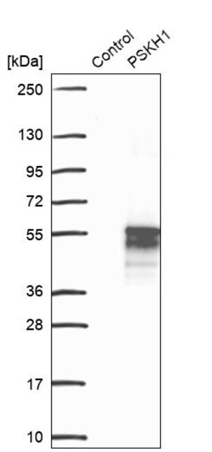 Merck Anti-PSKH1 antibody produced in rabbit