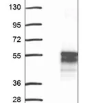 Merck Anti-PSKH1 antibody produced in rabbit