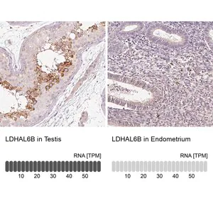Merck Anti-LDHAL6B antibody produced in rabbit