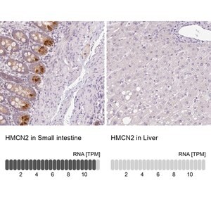 Merck Anti-HMCN2 antibody produced in rabbit
