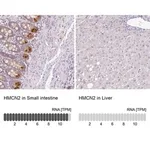 Merck Anti-HMCN2 antibody produced in rabbit