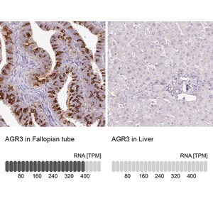 Merck Anti-AGR3 antibody produced in rabbit