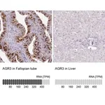 Merck Anti-AGR3 antibody produced in rabbit