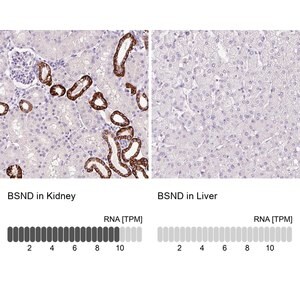Merck Anti-BSND antibody produced in rabbit