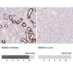 Merck Anti-BSND antibody produced in rabbit