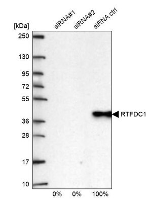 Merck Anti-RTFDC1 antibody produced in rabbit