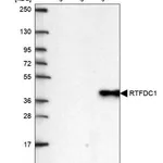 Merck Anti-RTFDC1 antibody produced in rabbit