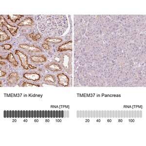 Merck Anti-TMEM37 antibody produced in rabbit