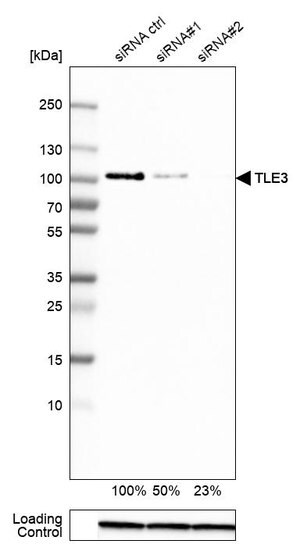 Merck Anti-TLE3 antibody produced in rabbit