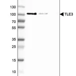 Merck Anti-TLE3 antibody produced in rabbit