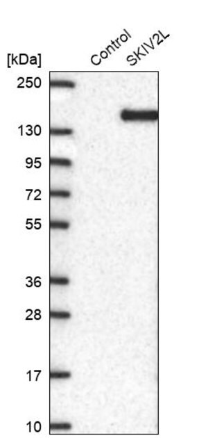 Merck Anti-SKIV2L antibody produced in rabbit
