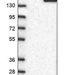 Merck Anti-SKIV2L antibody produced in rabbit