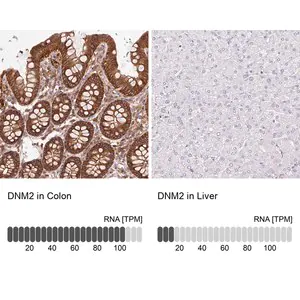 Merck Anti-DNM2 antibody produced in rabbit