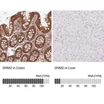 Merck Anti-DNM2 antibody produced in rabbit