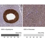 Merck Anti-GSS antibody produced in rabbit