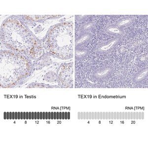 Merck Anti-TEX19 antibody produced in rabbit
