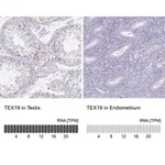 Merck Anti-TEX19 antibody produced in rabbit