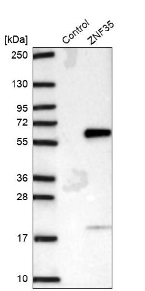 Merck Anti-ZNF35 antibody produced in rabbit