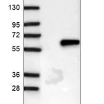 Merck Anti-ZNF35 antibody produced in rabbit