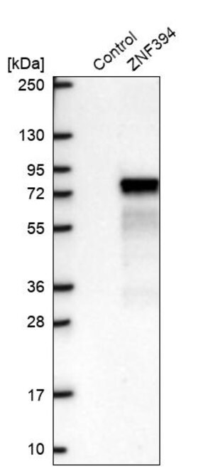 Merck Anti-ZNF394 antibody produced in rabbit