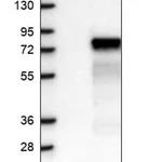 Merck Anti-ZNF394 antibody produced in rabbit