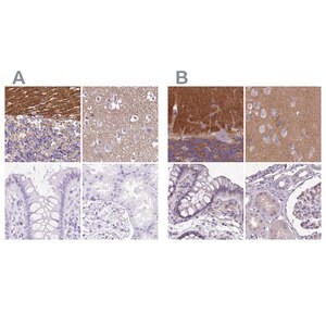 Merck Anti-SLC8A2 antibody produced in rabbit