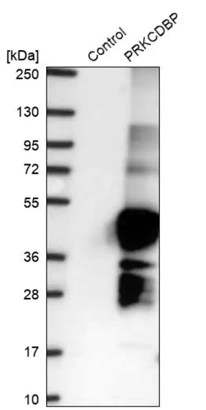Merck Anti-PRKCDBP antibody produced in rabbit