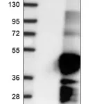 Merck Anti-PRKCDBP antibody produced in rabbit