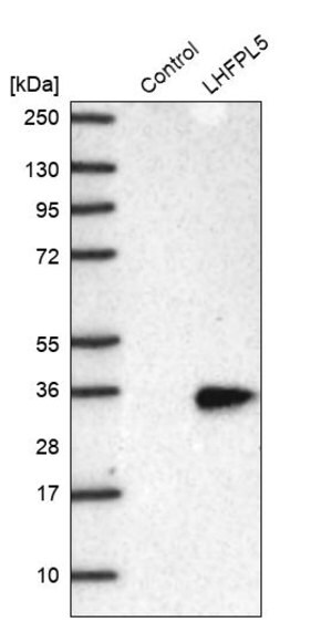 Merck Anti-LHFPL5 antibody produced in rabbit