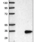 Merck Anti-LHFPL5 antibody produced in rabbit
