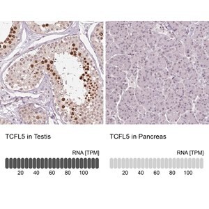 Merck Anti-TCFL5 antibody produced in rabbit