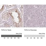 Merck Anti-TCFL5 antibody produced in rabbit