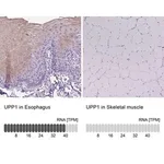 Merck Anti-UPP1 antibody produced in rabbit