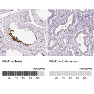Merck Anti-PRM1 antibody produced in rabbit