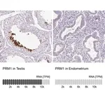 Merck Anti-PRM1 antibody produced in rabbit