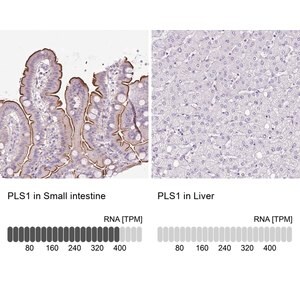 Merck Anti-PLS1 antibody produced in rabbit