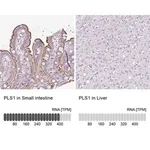 Merck Anti-PLS1 antibody produced in rabbit