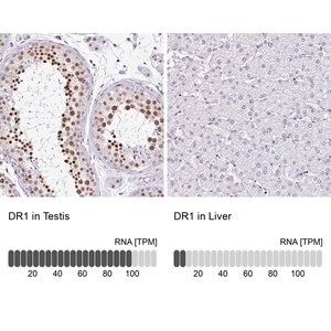 Merck Anti-DR1 antibody produced in rabbit