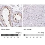 Merck Anti-DR1 antibody produced in rabbit