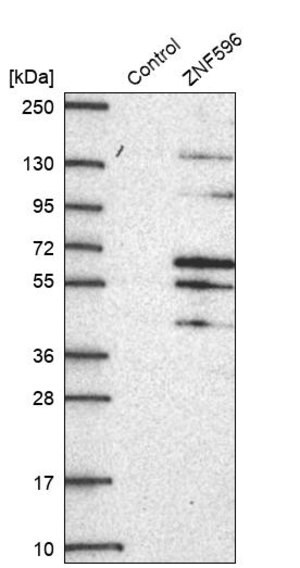 Merck Anti-ZNF596 antibody produced in rabbit