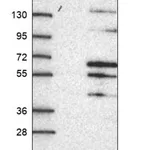Merck Anti-ZNF596 antibody produced in rabbit