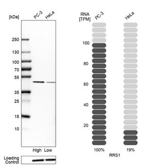 Merck Anti-RRS1 antibody produced in rabbit