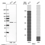Merck Anti-RRS1 antibody produced in rabbit