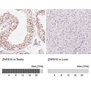Merck Anti-ZNF610 antibody produced in rabbit
